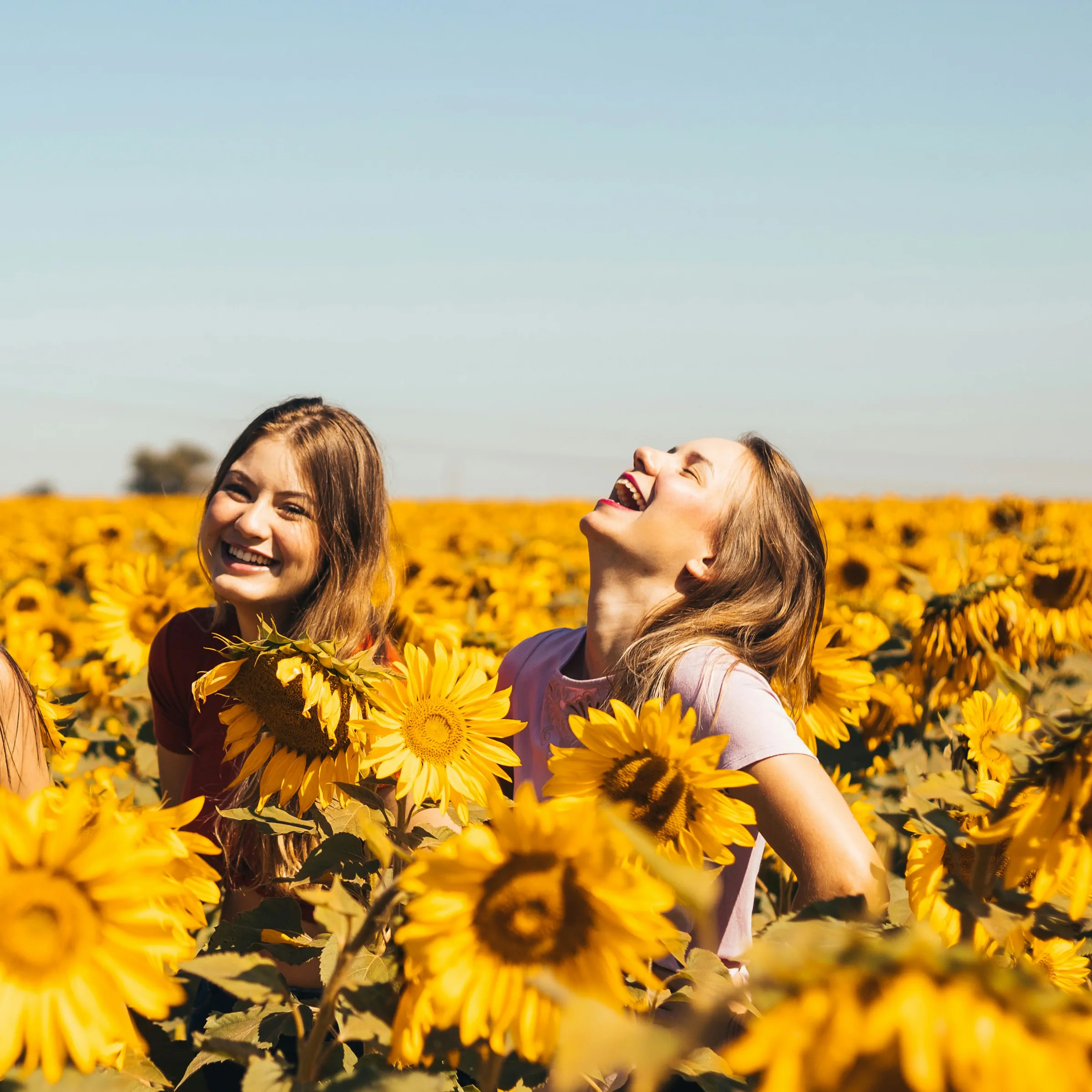 sunflowers