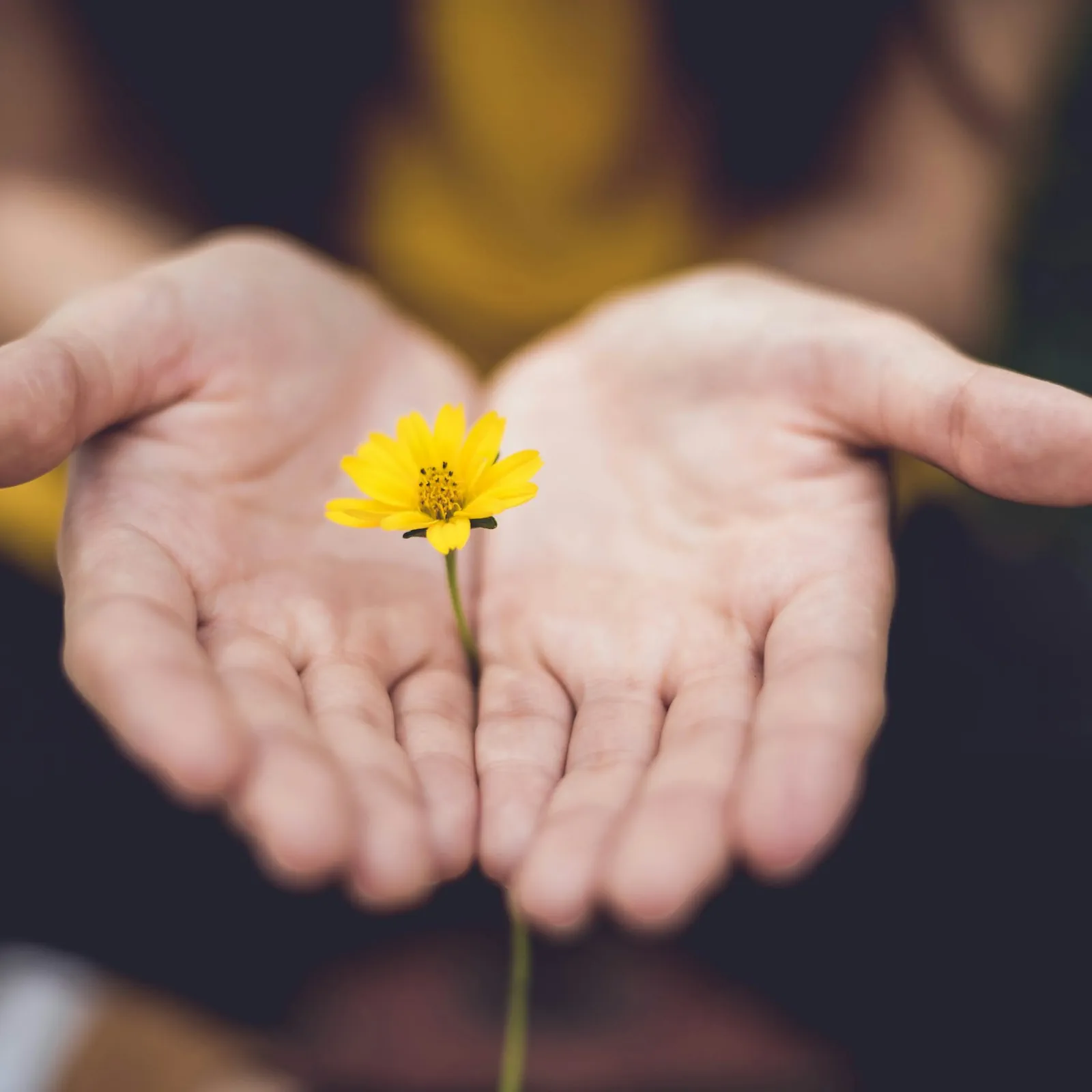 coreopsis